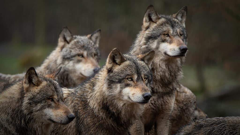 Parc des loups en Gévaudan