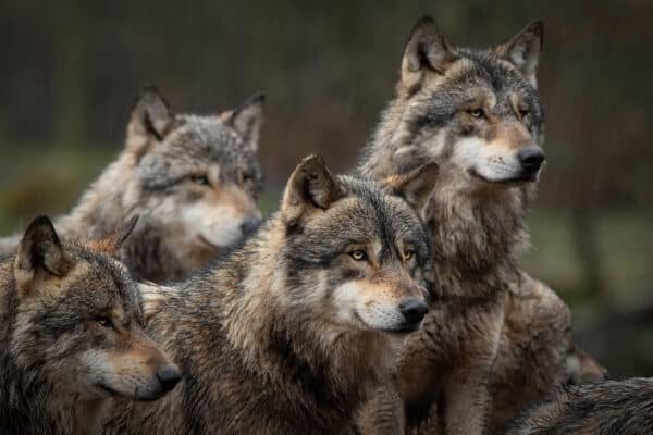 Parc des loups en Gévaudan