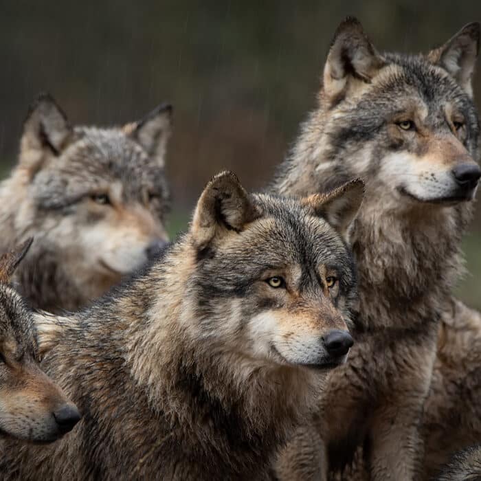 Parc des loups en Gévaudan