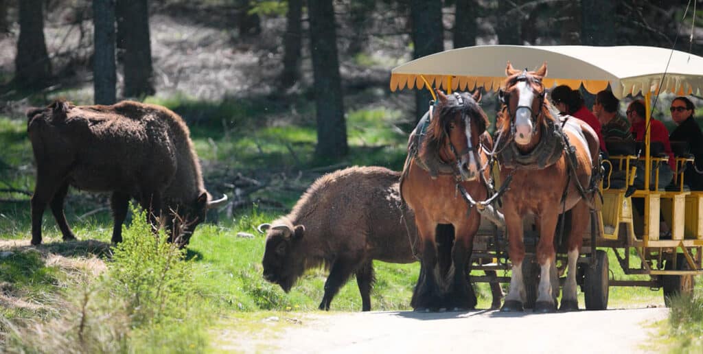 Après le camping, visitez le parc des bisons