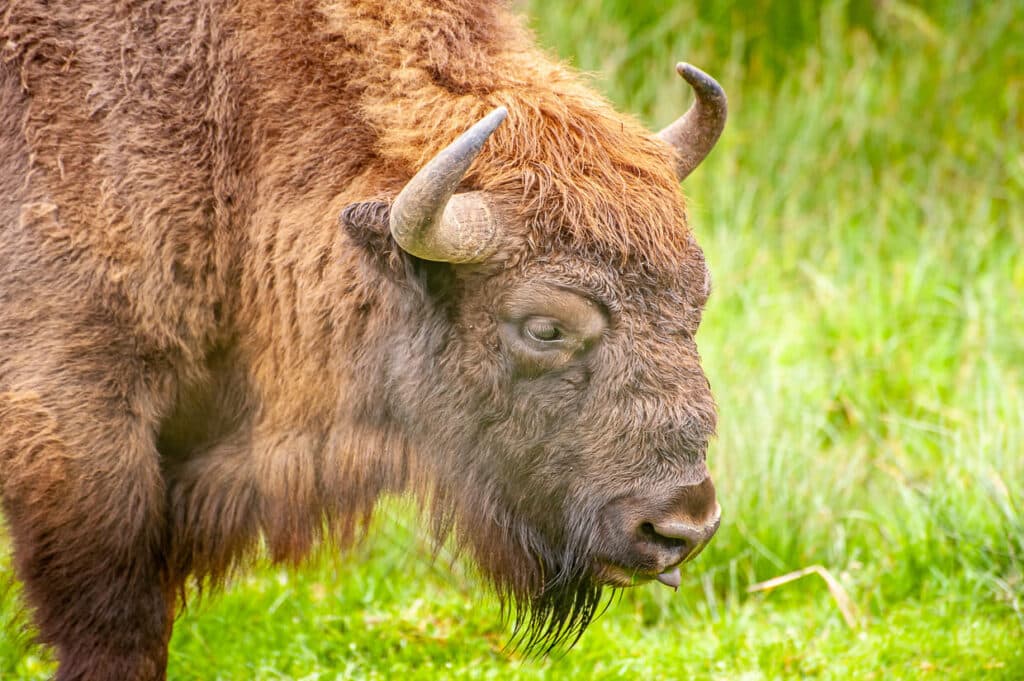 Parc des bisons d'Europe