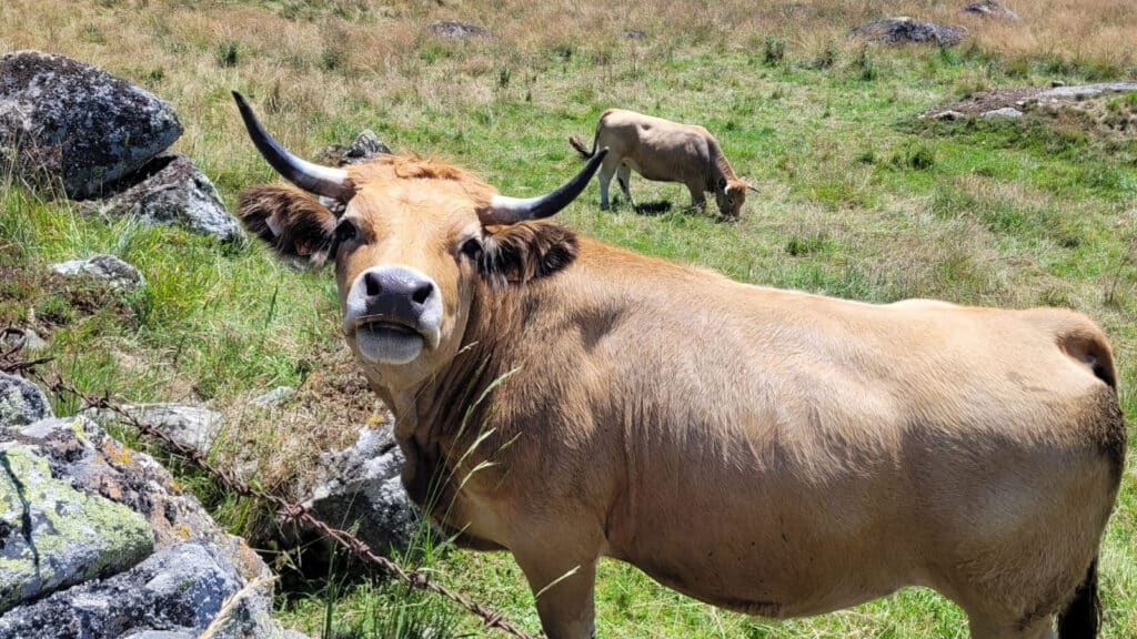 Vache Aubrac à voir proche du camping 3 étoiles les sous bois du lac
